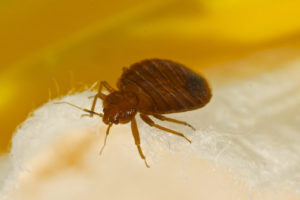 Why Do You Need a Baltimore Bed Bug Lawyer for Your Case?